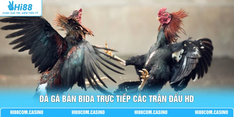 Đá gà bàn bida trực tiếp các trận đấu HD