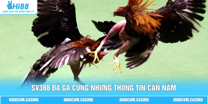 SV388 đá gà cùng những thông tin cần nắm